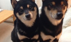 开云体育官方网站-密尔沃基的魔法时刻，字母哥无人可挡的终场审判