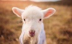 开云体育官方网站-绿茵场上的国际米兰，玻利维亚高原上的抢七之战