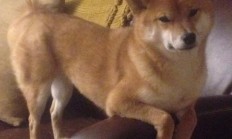 开云官网-拉文生涯之夜狂飙50分，马刺决胜局力克猛龙