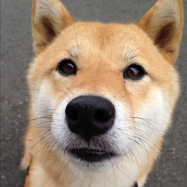 意甲焦点战暗藏西甲基因，塞维利亚球探带走哥伦比亚新星的战略棋局