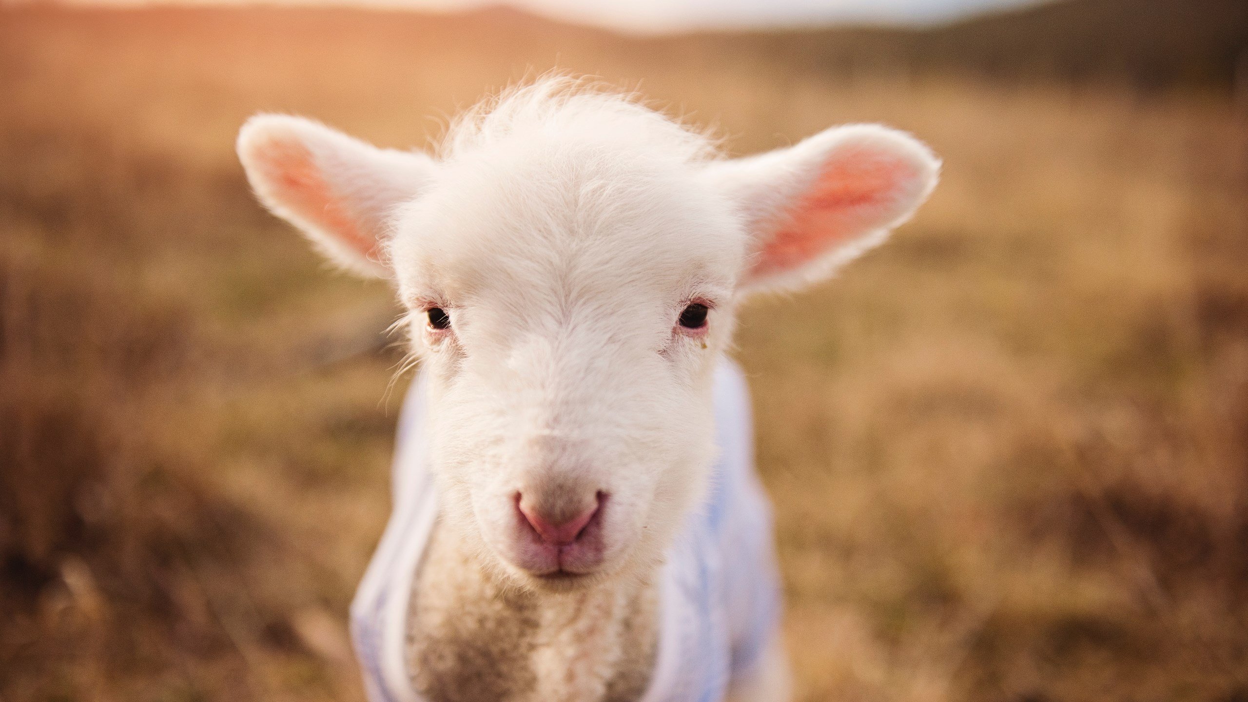 绿茵场上的国际米兰，玻利维亚高原上的抢七之战